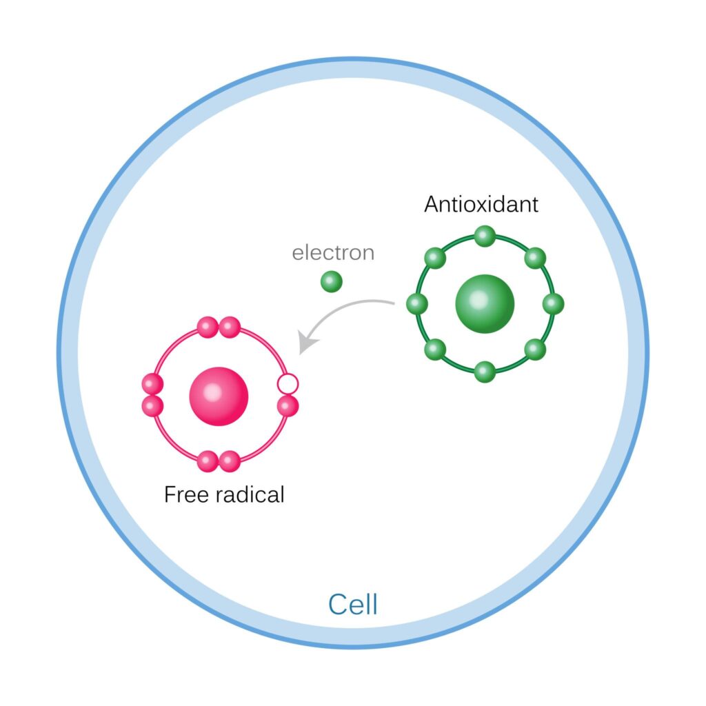 A scientific diagram showing a green antioxidant molecule donating an electron to a pink free radical molecule inside a cell to stabilize it.