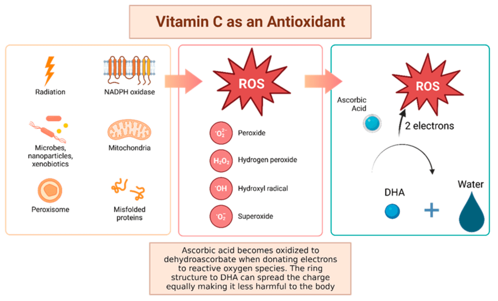 Antioxidant vitamins detailed educational infographic titled "Vitamin C as an Antioxidant," showing how ascorbic acid neutralizes Reactive Oxygen Species (ROS) like peroxide and superoxide by donating electrons to create water and DHA. Antioxidant vitamin