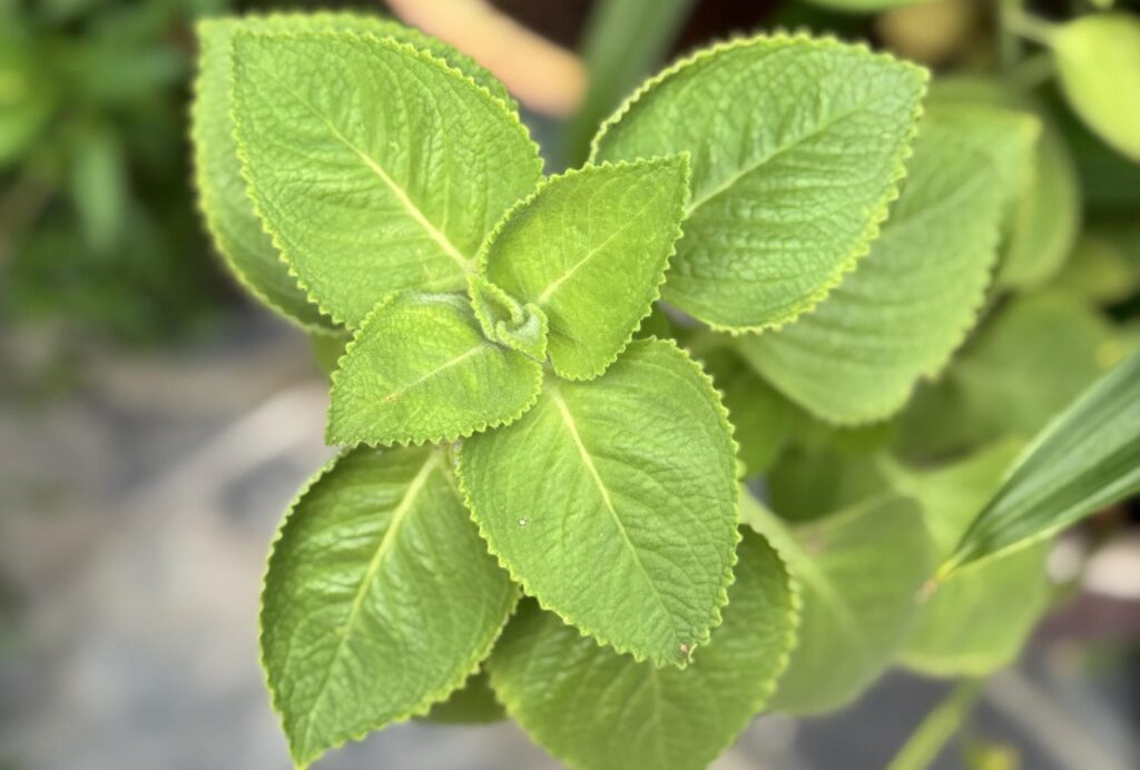 Close-up overhead shot of a lush green Botanical plant with textured, serrated leaves growing in a garden pot.