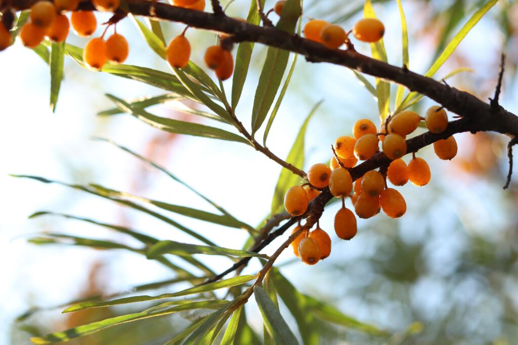 Sea buckthorn superfood berries in warm natural sunlight