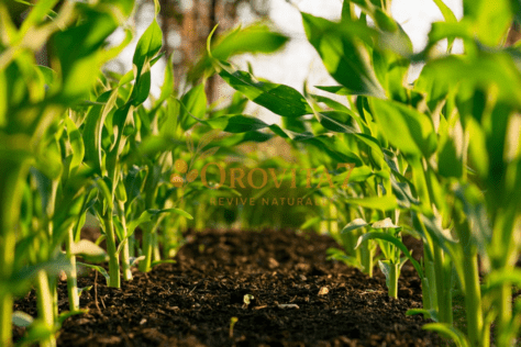 Rows of vibrant green leafy plants growing in rich, dark soil under warm sunlight, representing the organic sourcing for OroVita7.