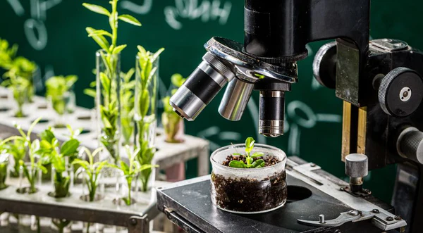 A close-up of a professional laboratory microscope positioned over a small green seedling growing in a glass dish of soil, with test tubes and botanical sketches in the blurred background.