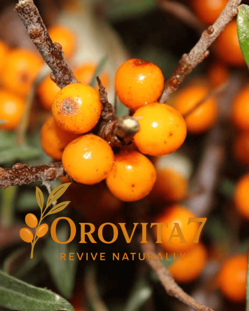 A high-detail macro shot of vibrant sea buckthorn berries growing on a thorny branch, showcasing the raw source of OroVita7 supplements.