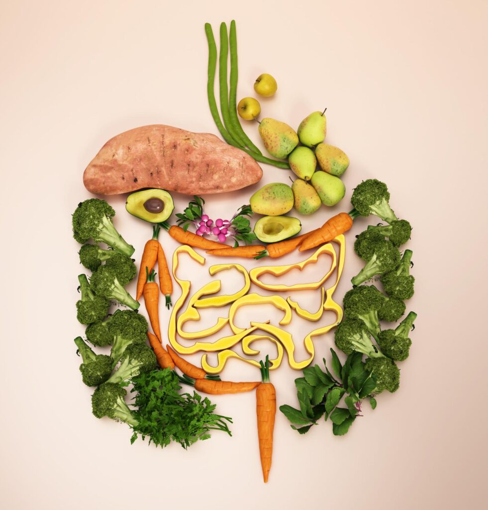 Creative digestive system illustration made from fruits and vegetables highlighting gut health, nutrient absorption, and natural digestion