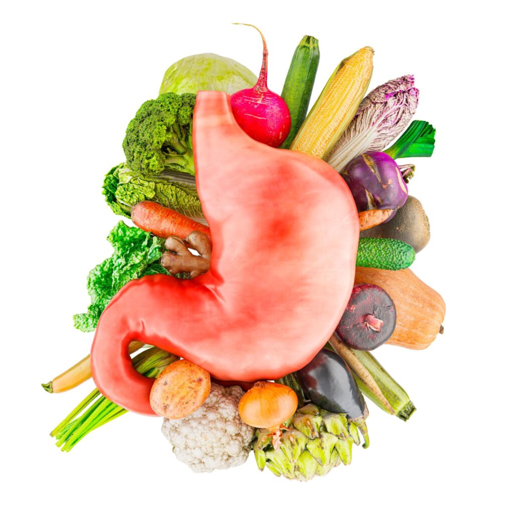 Human stomach illustration surrounded by fresh vegetables and fruits representing digestion, gut health, and the impact of proper nutrition