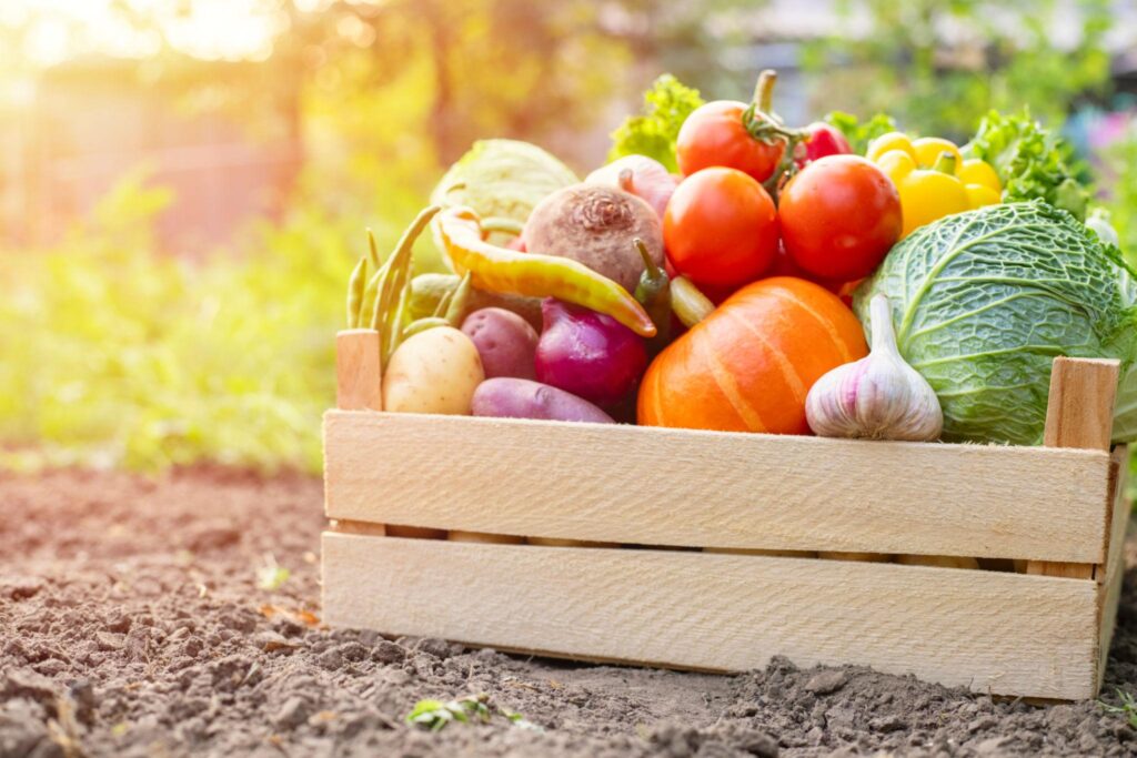 Wooden crate filled with fresh organic vegetables like tomatoes, cabbage, pumpkin, garlic, and potatoes placed on soil under warm sunlight, representing natural farming and organic living