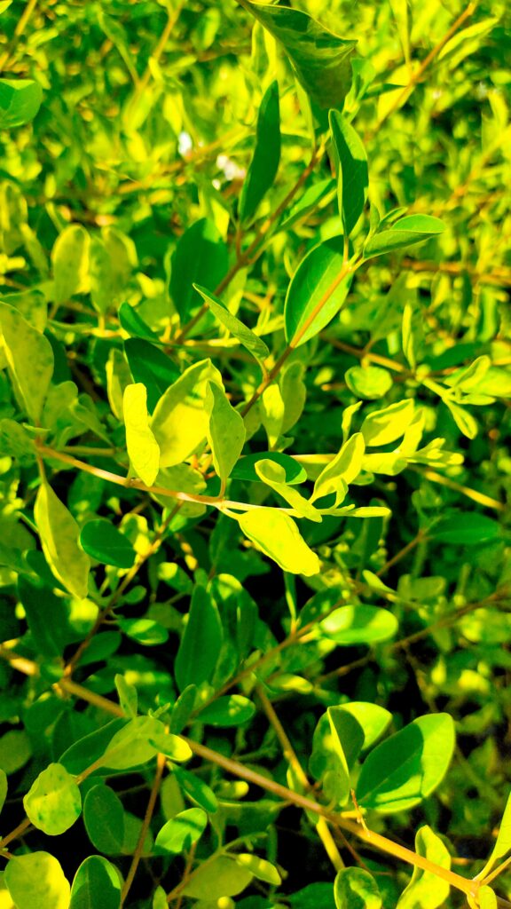 Fresh green Leaf covered with water droplets in natural sunlight