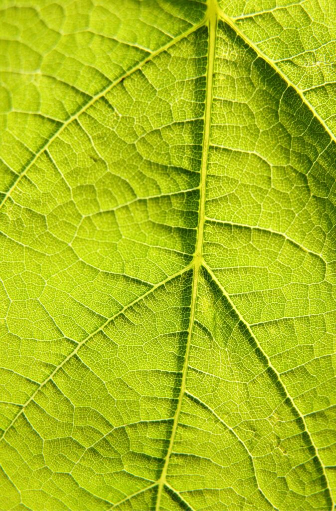 Green Leaf with natural texture representing plant life and nature