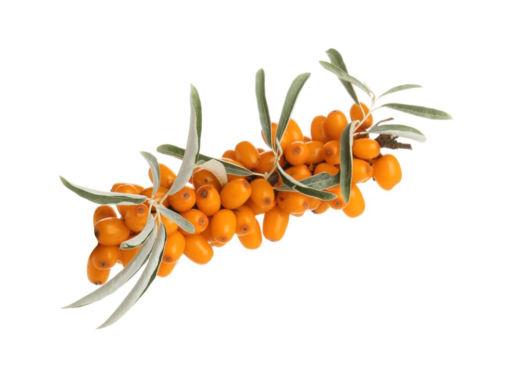 Sea Buckthorn How to Use showing berries, oil, and capsules for daily health