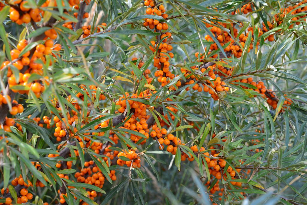 Sea Buckthorn Meaning concept with bright orange sea buckthorn berries on branches