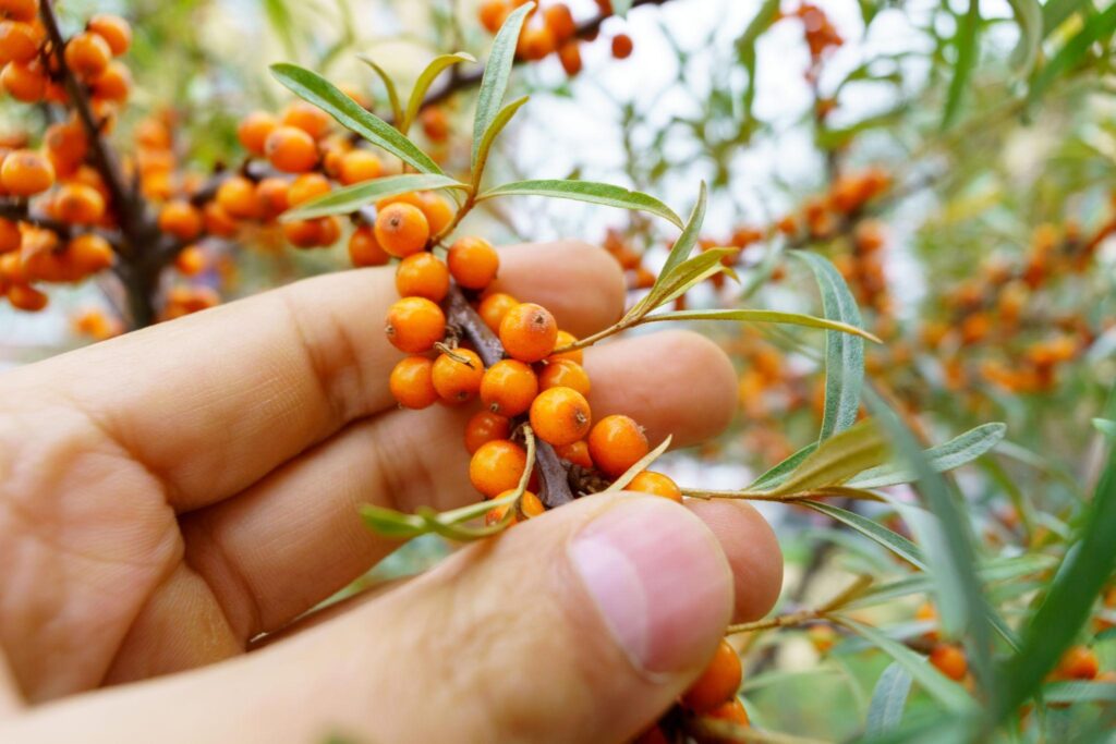 Sea Buckthorn Meaning image showing orange sea buckthorn fruit and green leaves