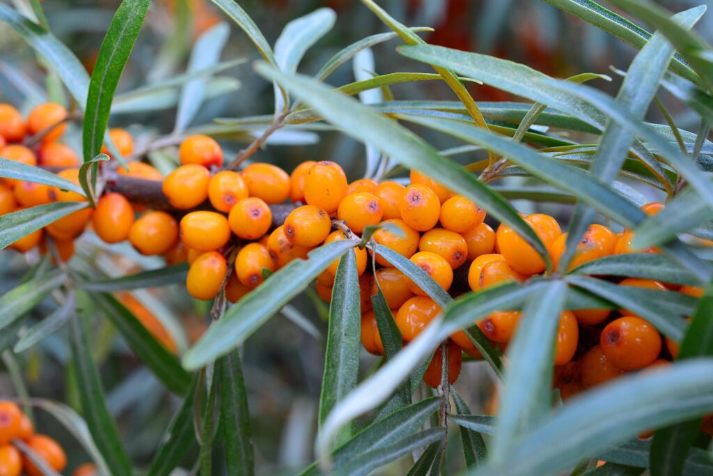 Sea Buckthorn Oil Side Effects awareness image with fresh berries and natural oil