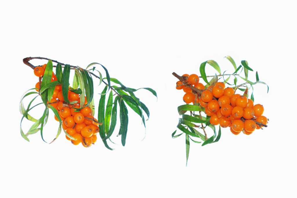 Sea Buckthorn Side Effects awareness image with fresh sea buckthorn berries and capsules