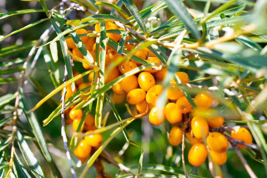 Sea Buckthorn Side Effects explained with berries and natural supplement ingredients