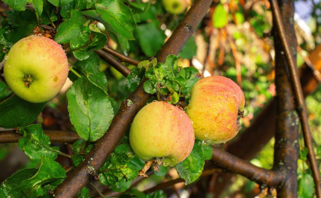 Fresh medicinal Plant leaves used in herbal wellness and natural remedies