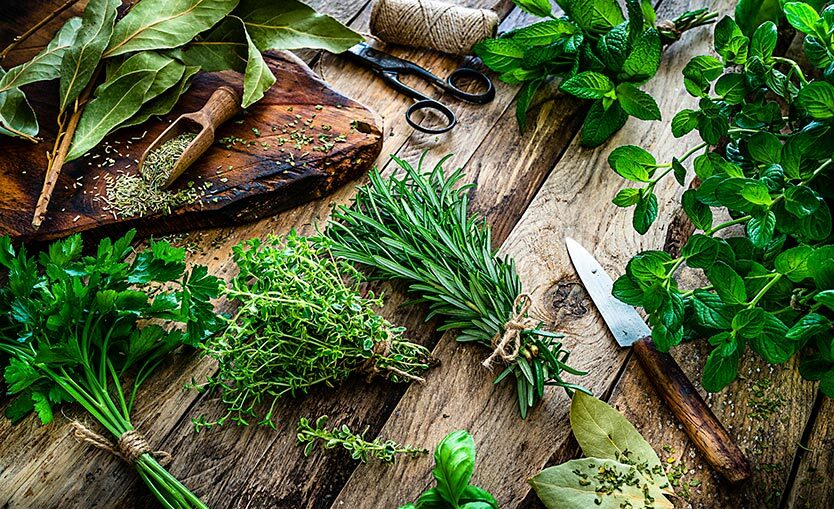 Green Plant growing naturally in sunlight representing healthy nature environment