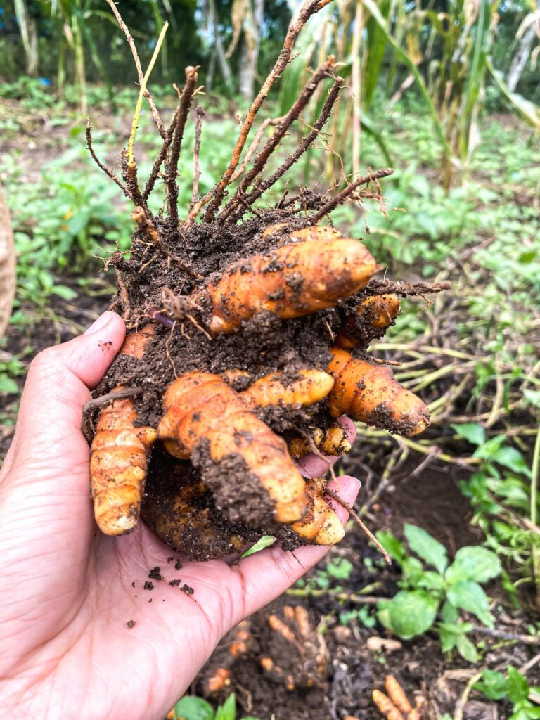 Fresh Turmeric roots and powder displayed on a wooden table for natural wellness
